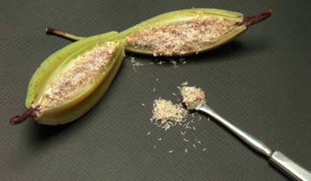 Orchid seeds like grains of flour